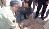 کاشت نهال توسط رییس سازمان حفاظت محیط زیست در نواران قم
