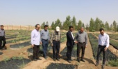 برگزاری پویش گلدان گیری نهال های بیابانی در نهالستان ثامن الائمه(ع) استان قم