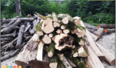 مازندران - ساری/ کشف و ضبط چوب آلات قاچاق جنگلی در شهرستان قائمشهر