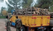کشف بیش از 10 تن چوب غیرمجاز در محور قم-گرمسار