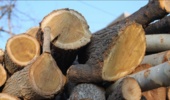 آذربایجان غربی/ کشف حدود 70 تن چوب قاچاق امسال در مهاباد