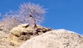 داستان کوتاه: تنوع زیستی