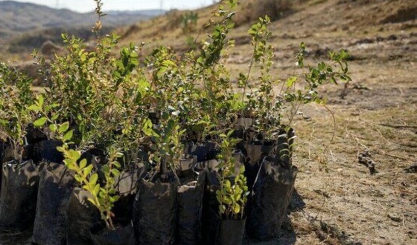 توزیع ۲۵۰ هزار اصله نهال پسته در خراسان شمالی