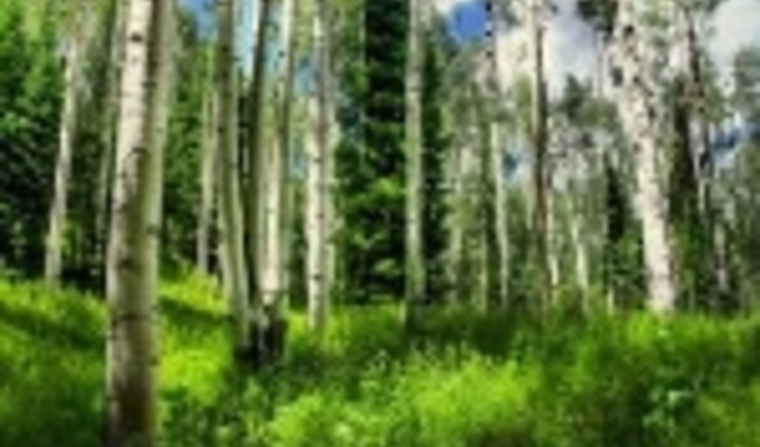 FAO Urges Further Actions to Save Oaks and Boxwood trees of Iranian Forests