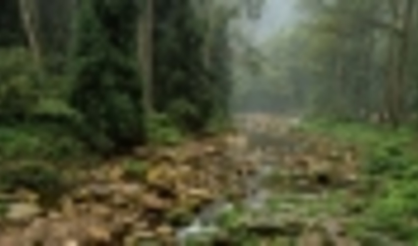 China to create new forests covering area size of Ireland: China Daily