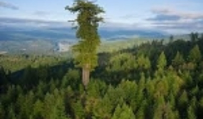 Landmark Deal to Preserve Precious Sequoia Grove