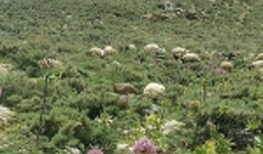 گون؛ گونه ای برای جلوگیری از فرسایش خاک در شیب ها