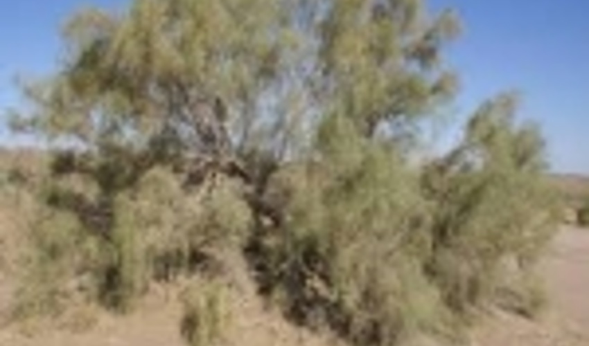 قاچاق تاغزارها، مشکل در نظارت یا قوانین