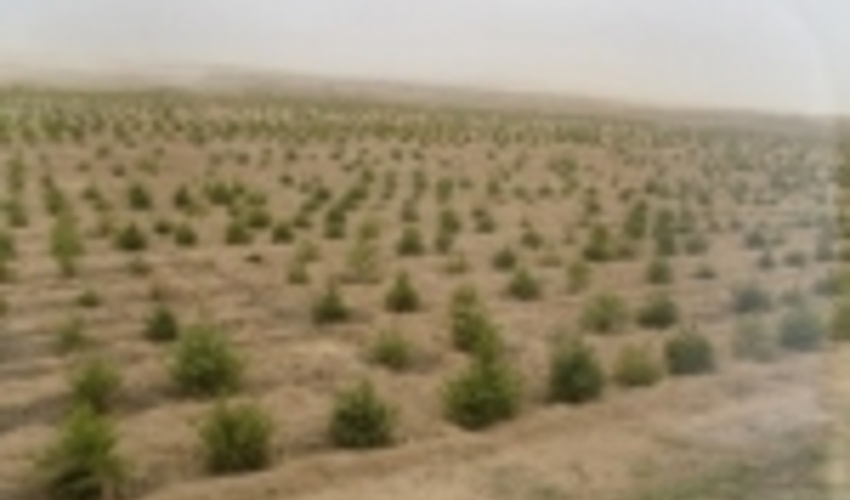 700 میلیارد ریال برای بیابان زدایی دریاچه ارومیه اختصاص یافت