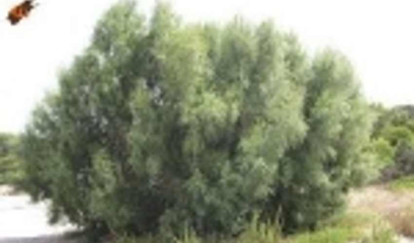 طرح گزکاری در سطح بیش از دو هزار هکتار از اراضی بیابانی فارس اجرا شد