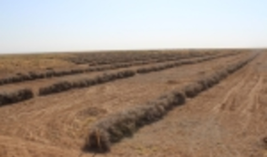 83هکتار بادشکن غیرزنده در کویرمیقان اراک اجرا شد