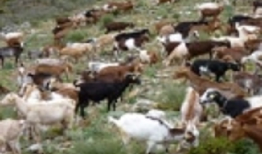 Wildfire prevention: a reason for promoting pastoralism in Spain