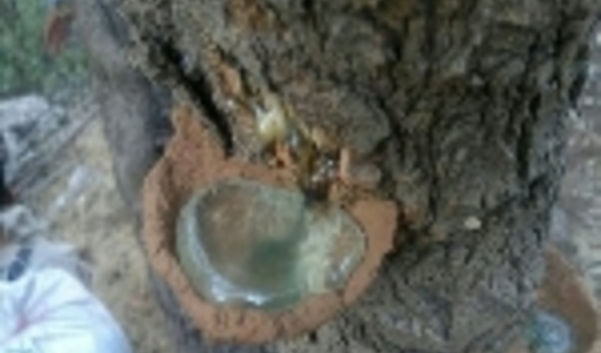 برداشت 20 تن سقز از جنگل های ملکشاهی