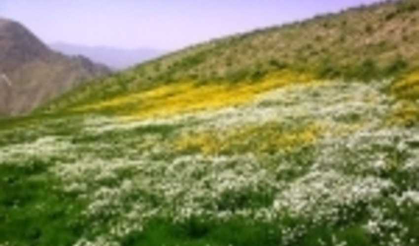 2416 هکتار از مراتع کردستان غنی سازی می شود