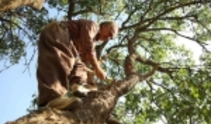 برداشت ۶۳ تن سقز از درختان بنه استان ایلام