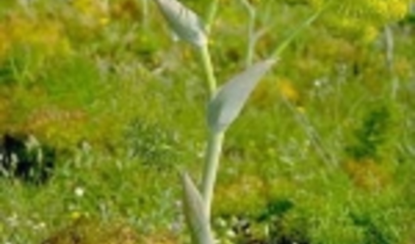 تولید سالانه ۱۳۰تن شیره آنغوزه از مراتع کهگیلویه و بویراحمد