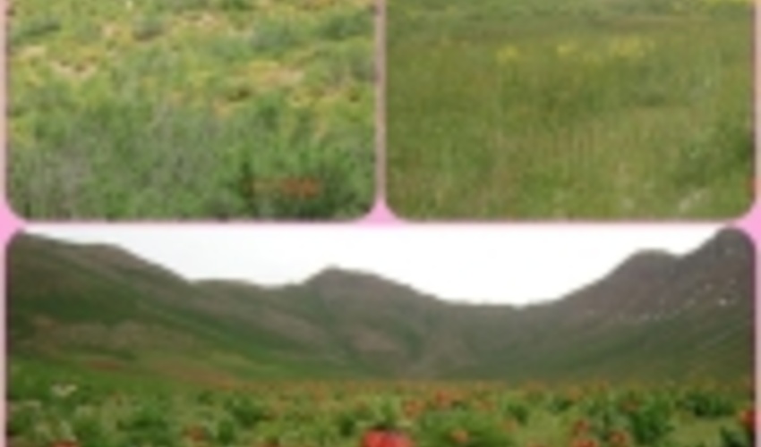 بیمه شدن بیش از 20 هزار هکتار از مراتع لرستان