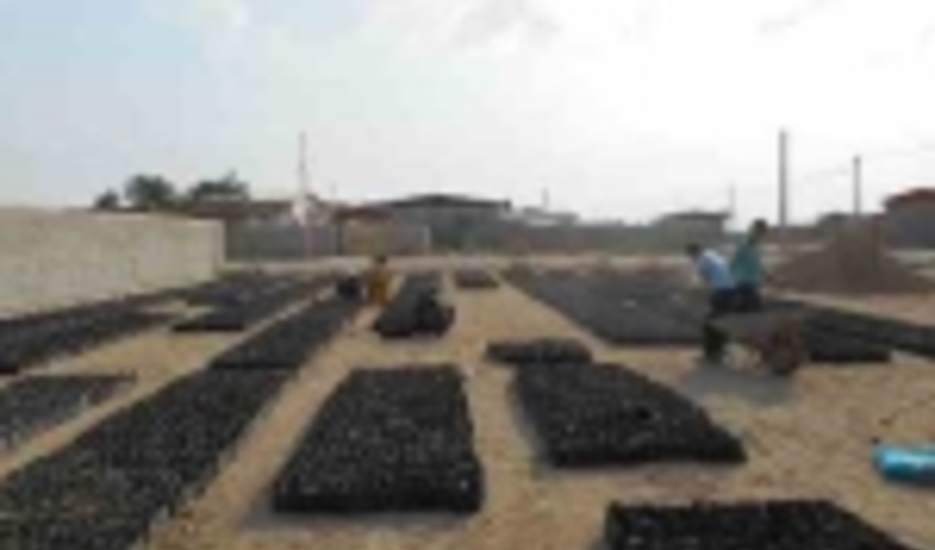 تولید 55 هزار اصله نهال در راستای اصلاح و احیای مراتع آق قلا