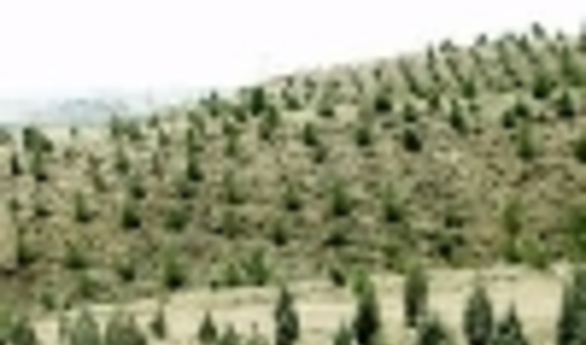 15 هزار هکتار جنگل کاری در خراسان رضوی 