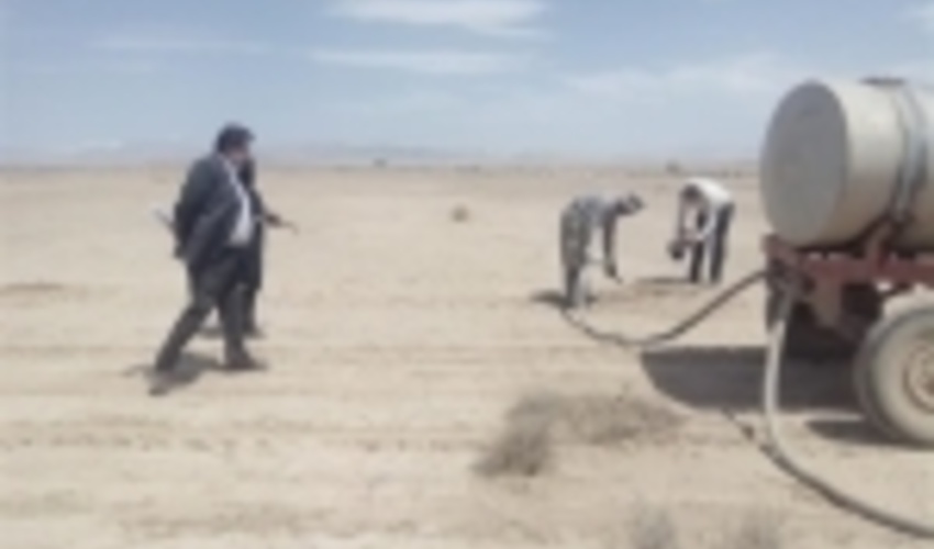 عملیات نهال کاری در 55 هکتار از اراضی بیابانی شاهرود انجام شد