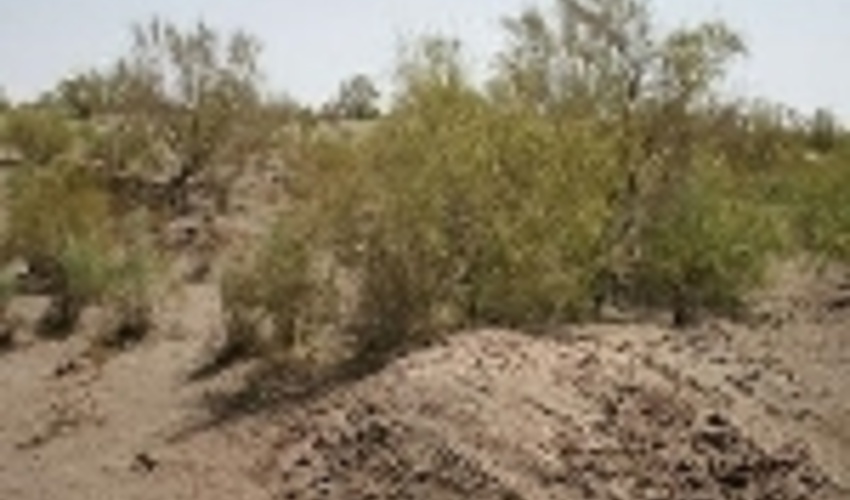 10هزار هکتار از اراضی بیابانی جنوب پایتخت زیر پوشش عملیات بیابان زدائی قرار می گیرد