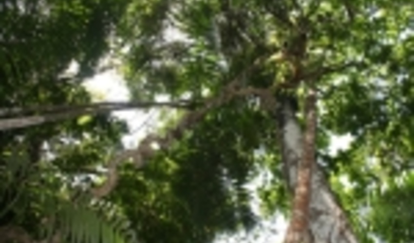 Forests: A natural solution to climate change, crucial for a sustainable future