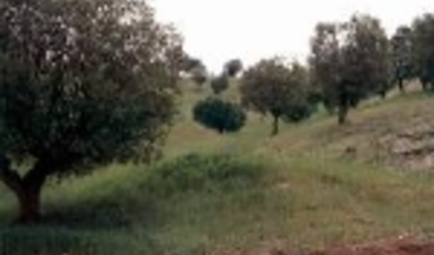 طرح های جنگل‌کاری شهرستان گناوه در انتظار باران