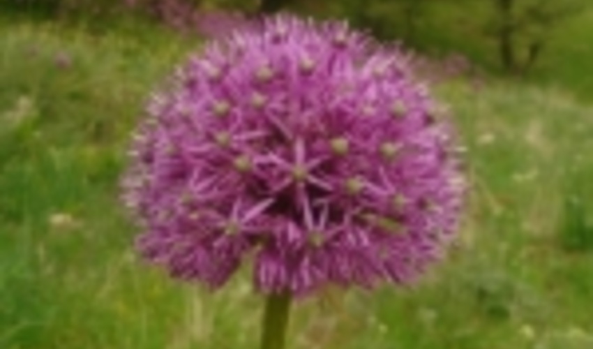 600هکتار از اراضی ملی الیگودرز به کشت گیاهان دارویی اختصاص می‌یابد