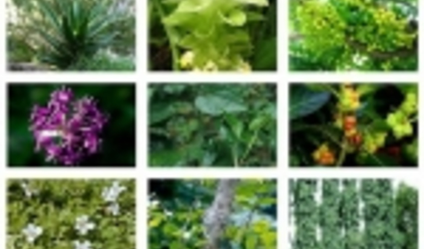 سند راهبردی فرآوری گیاهان دارویی امسال تکمیل می شود