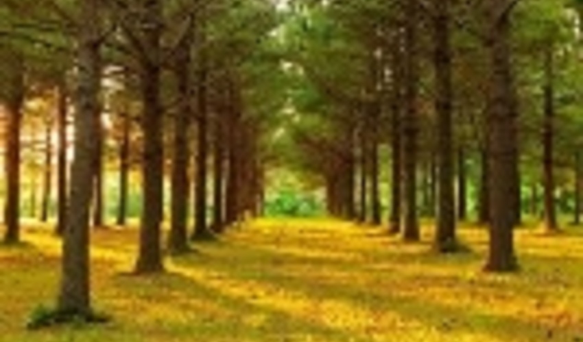 4th International Congress on Planted Forests (ICPF) held in China