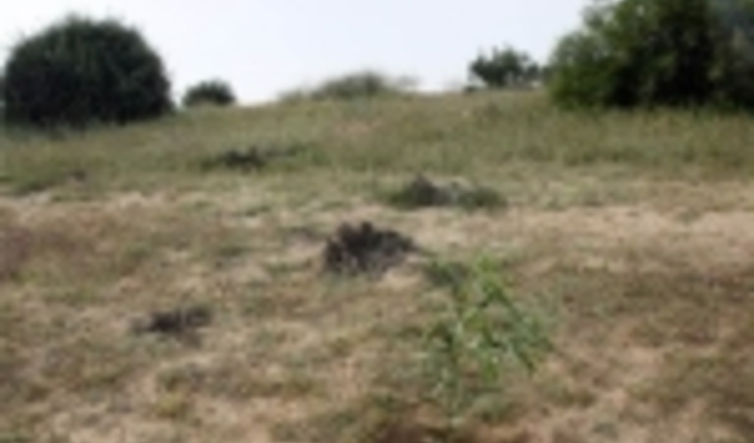 17 تن بذر گیاهان مرتعی در کردستان توزیع شد