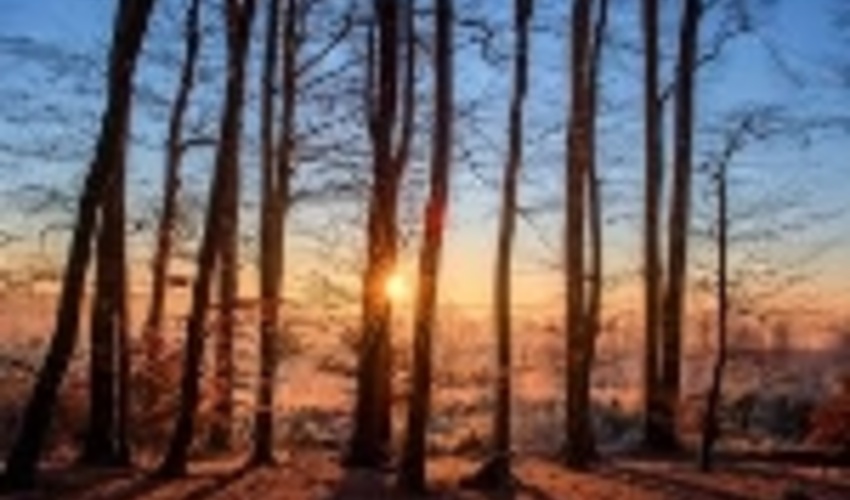 UNECE, FAO Report Presents Payment for Ecosystem, Watershed Services Schemes for Forests 