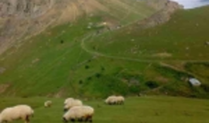 اختصاص اعتبار برای بهبود مراتع کشور