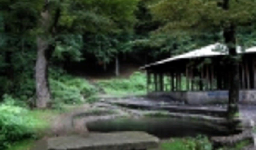 شمال کشور نیازمند سه هزار هکتار پارک جنگلی جدید است