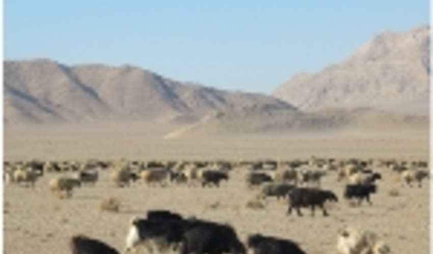 آغاز فصل چرای دام در مراتع قشلاقی شهرستان اصفهان