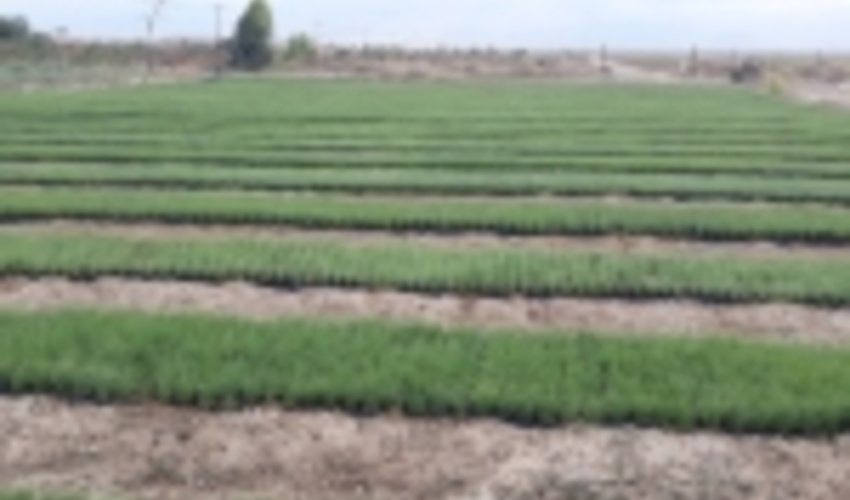 مراتع بیابانی گلستان احیا می شود