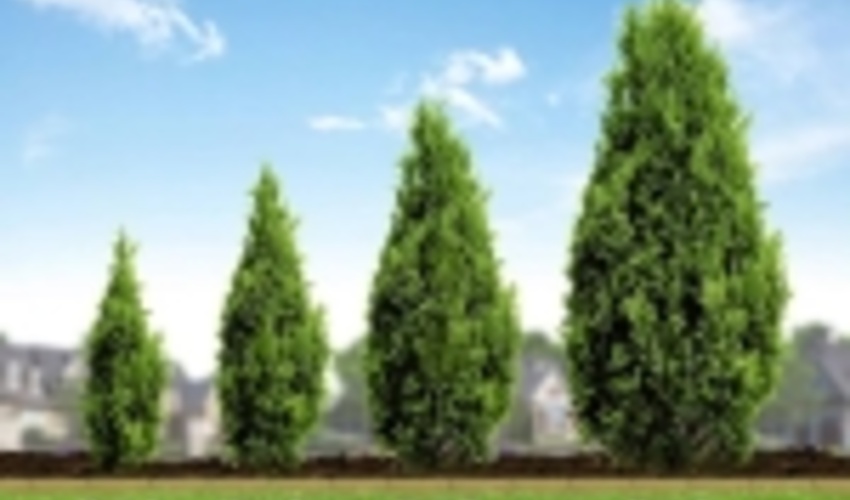 Sveaskog launch ARBOREAL HEIGHT – a New App for measuring the height of a tree and other parameters