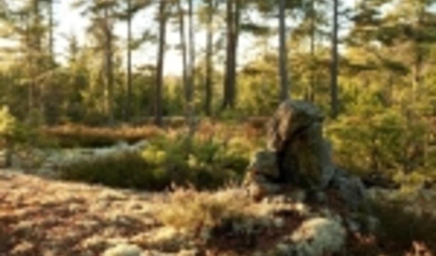 Irish forestry to invest €250m in major expansion