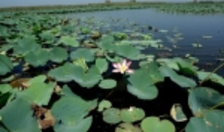 اجرای 4 پروژه آبخیزداری در حوضه آبخیز تالاب انزلی