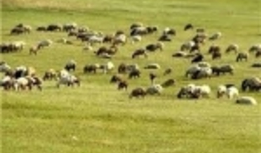 فصل چرای دام در ۱.۵ میلیون هکتار مراتع قشلاقی شاهرود آغاز شد