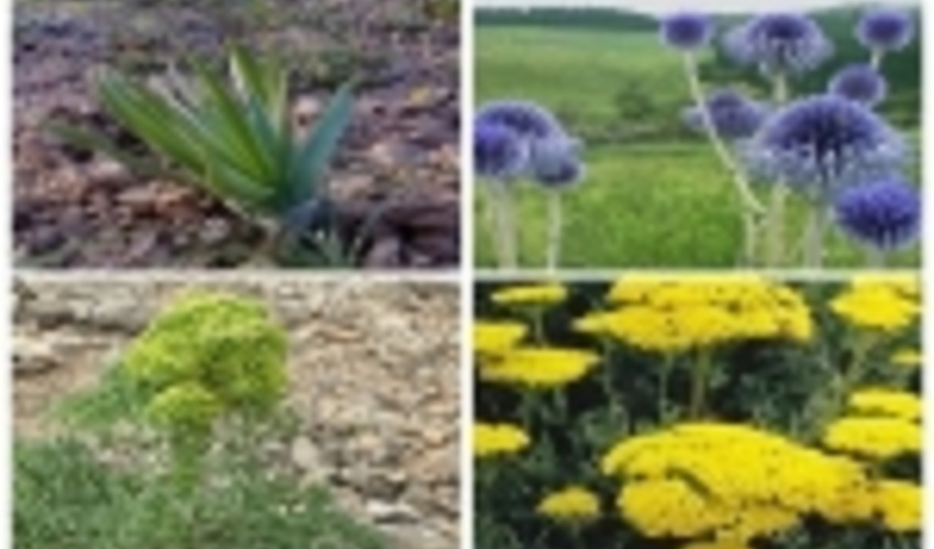 تهیه سند جامع راهبردی گیاهان دارویی/ ۴۰ گونه دارویی در راس توجهات