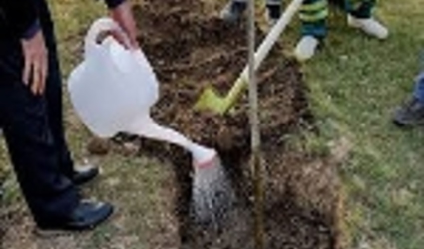 کاشت ۴۳۰ هزار اصله نهال تا پایان اسفندماه