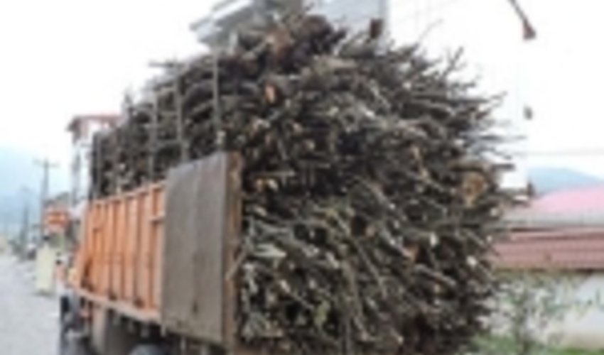 35 تن چوب قاچاق در بروجرد کشف و ضبط شد