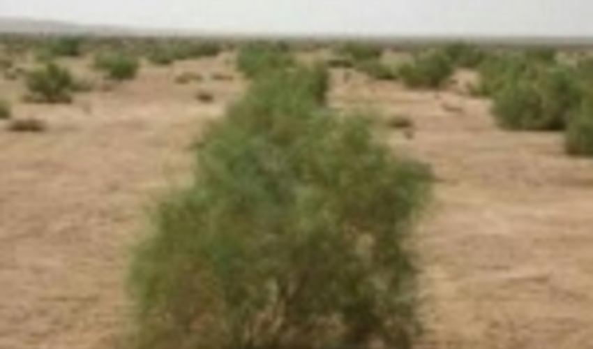 عملیات اجرایی سه طرح آبخیزداری در بافق آغاز شد