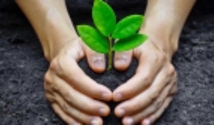 FRWO and Radio Payam join hands for planting 7,000 saplings