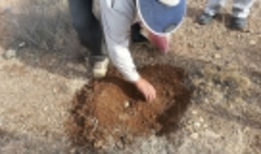 پنج هکتار درطرح بین المللی ترسیب کربن محلات بادامکاری شد