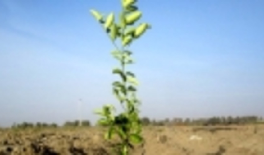 5000 نهال در جنوب کرمان توزیع شد