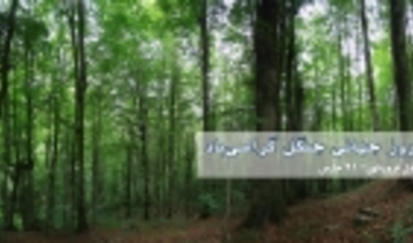 اولین روز بهار؛ روز جهانی جنگل