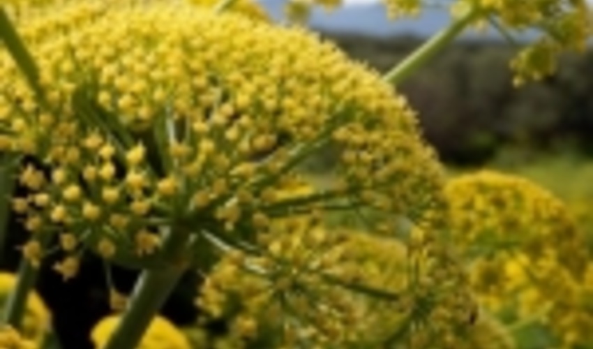 ۱۳۰ گونه گیاه دارویی در استان سمنان وجود دارد 