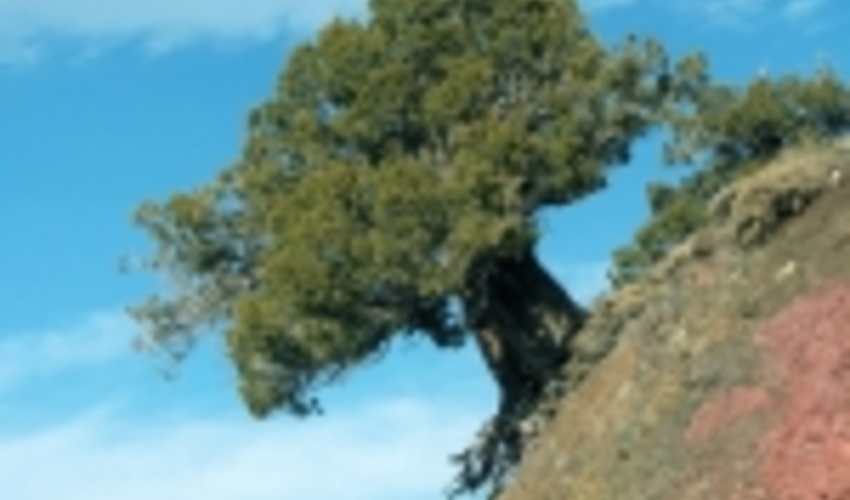 دزدان اُرس 400 ساله خراسان شمالی دستگیر شدند